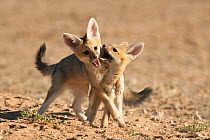 Cape fox cubs (Vulpes chama) play-fighting, Kgalagadi Transfrontier Park, Northern Cape, South Africa