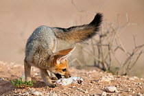 Cape fox cub (Vulpes chama) with dead small mammal prey, Kgalagadi Transfrontier Park, Northern Cape, South Africa