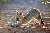 Cape fox cub (Vulpes chama) stretching,  Kgalagadi Transfrontier Park, Northern Cape, South Africa