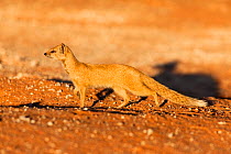Yellow mongoose (Cynictis penicillata) standing alert, in profiel, Kgalagadi Transfrontier Park, South Africa