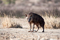 Brown hyena (Hyaena brunnea) Kgalagadi Transfrontier National Park, Northern Cape, South Africa
