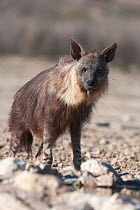 Brown hyena (Hyaena brunnea) portrait, standing at small waterhole, Kgalagadi Transfrontier National Park, Northern Cape, South Africa
