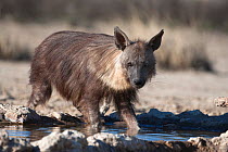 Brown hyena (Hyaena brunnea) drinking at waterhole, Kgalagadi Transfrontier National Park, Northern Cape, South Africa