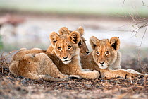 African Lion cubs (Panthera leo) lying together, Kgalagadi Transfrontier Park, Northern Cape, South Africa