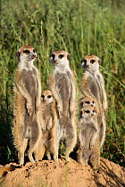 Meerkat / Suricate family group (Suricatta suricata) standing alert together, Kalahari Meerkat Project, Van Zylsrus, Northern Cape, South Africa