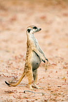 Meerkat / Suricate (Suricata suricatta) pregnant female standing on hind legs, with swollen abdomen exposed, Kgalagadi Transfrontier Park, South Africa