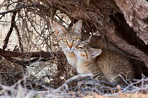 African wildcat (Felis lybica) female with kitten,  Kgalagadi Transfrontier Park, South Africa