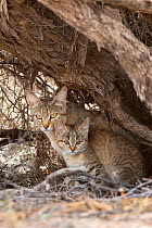 African wildcat, Felis lybica, with kitten, Kgalagadi Transfrontier Park, South Africa