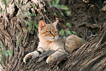 African wildcat (Felis lybica) lying in tree, Kgalagadi Transfrontier Park, South Africa