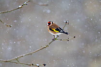 Goldfinch (Carduelis carduelis) perched on Ash branch, in falling snow, UK
