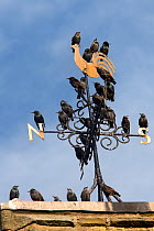 Flock of Starlings (Sturnus vulgaris) perched on weather vane, Chipping, Lancashire, England, UK