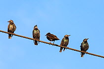 Starlings (Sturnus vulgaris) perched on telegraph wire, UK