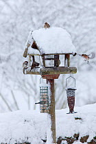 Mixed flock of House sparrows (Passer domesticus) and Chaffinchs (Fringilla coelebs) on bird table after heavy snowfall, UK