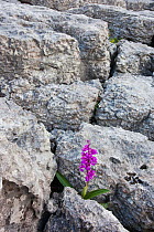 Early Purple Orchid (Orchis mascula) growing within Newbiggin Crags limestone pavements, Cumbria, England, UK