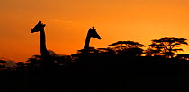 Two Masai Giraffes (Giraffa camelopardalis tippelskirchii) heads silhouetted against sky, above tree line at dusk, Serengeti NP, Tanzania, East Africa, January