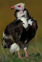 White-headed Vulture (Trigonoceps occipitalis) portrait, standing on grass, Serengeti NP, Tanzania, East Africa, January