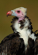 White-headed Vulture (Trigonoceps occipitalis) head portrait, Serengeti NP, Tanzania, East Africa, January