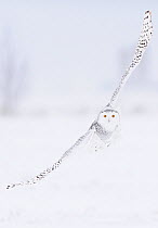 Snowy Owl (Bubo scandiaca) in flight over snow covered landscape, Ottawa, Ontario, Canada, December