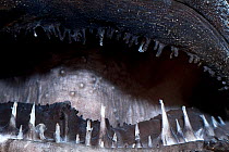 Close up of mouth of Deep-sea anglerfish /  black seadevil (Diceratias pileatus) captive, showing needle-sharp teeth; specimen brought up from a depth of 3,300 feet (1000m) in a water intake pipe at N...