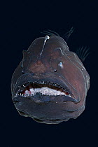 Live deep-sea anglerfish /  black seadevil (Diceratias pileatus) captive, showing bioluminescent lure and razor sharp teeth, specimen brought up from a depth of 3,300 feet (1000m) in a water intake pi...