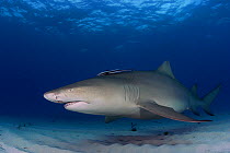 Lemon shark (Negaprion brevirostris) with Sharksucker / Remora (Echeneis naucrates) Bahamas, Western Atlantic Ocean