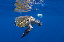 Olive ridley sea turtle (Lepidochelys olivacea) accompanied by small Pilot fish (Naucrates ductor) circling around the remains of Jumbo squid or Humboldt squid, off Baja California, Mexico