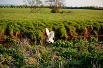 Barn Owl (Tyto alba) in flight and hunting /stalling towards prey on riverbank, Somerset, England, UK April. (trained bird)