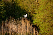 Barn Owl (Tyto alba) in flight and hunting along  riverbank, in evening light, Somerset, England, UK April. (trained bird)
