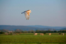 Barn Owl (Tyto alba) in flight over agricultural fields, Somerset, England, UK April. (trained bird)