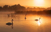 Adult non-breeding Mute Swans (Cygnus olor) at sunrise over freshwater lake (once an old site for commercial peat extraction) near Westhay, Somerset Levels, part of the Avalon Marshes system of nature...