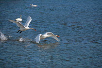 Mute Swans (Cygnus olor) resident male who has a nesting territory is chasing away a younger non-breeding male. Chew Valley Lake. Somerset, England, UK, April 2010.
