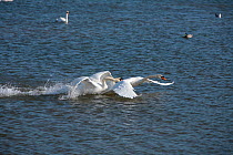 Mute Swans (Cygnus olor) resident male who has a nesting territory is chasing away a younger non-breeding male. Chew Valley Lake. Somerset, England, UK, April 2010.
