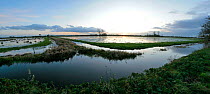 Panoramic view of flooded Tadham Moor, Somerset Levels, near Wedmore, Somerset, winter, UK, 2009 Digital Composite.