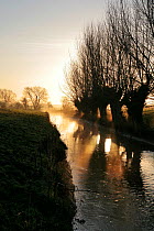 The River Cary at dawn fringed by Willows (Salix sp.) flowing through the Somerset Levels near High Ham, Langport, Somerset, UK, December 2009,