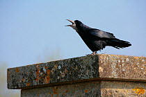 Rook (Corvus frugilegus) perched on wall and calling. Chew Valley, Somerset, England, UK, April.