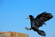 Rook (Corvus frugilegus) in flight, preparing to land on wall, Chew Valley, Somerset, England, UK, April.