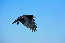Rook (Corvus frugilegus) in flight against blue sky, Chew Valley, Somerset, England, UK, April.