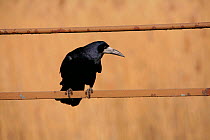 Rook  (Corvus frugilegus) perched on fence. Looking for scraps left by people feeding ducks. Chew Valley Lake, Somerset, UK, England, April.