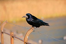 Rook (Corvus frugilegus) perched on fence. Looking for scraps left by people feeding ducks. Chew Valley Lake, Somerset, UK, England, April.