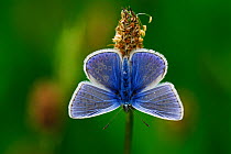 Common blue butterfly (Polyommatus icarus) at rest. Dorset, UK, May