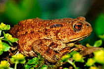 Adult male Common toad (Bufo bufo), Dorset, UK, April