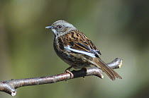Dunnock (Prunella modularis) showing white pigment on primary feathers, Dorset, UK, March