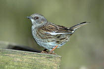 Dunnock (Prunella modularis) showing white pigment on primary feathers, Dorset, UK, March