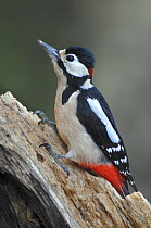 Adult male Great spotted woodpecker (Dendrocopus major) Dorset, UK, March