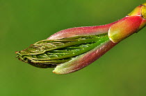 Sycamore (Acer pseudoplatanus) leaves bursting from bud, Dorset, UK, April