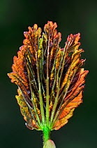 Sycamore (Acer pseudoplatanus) bud breaking into leaf. Dorset, UK April 2010