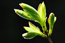 Field maple (Acer campestre) buds opening, Dorset, UK, April