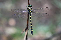 Male Golden-ringed dragonfly (Cordulegaster boltonii) at rest, New Forest, UK, July