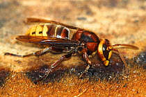 Hornet (Vespa crabro) collecting resin from newly cut tree stump, UK, September