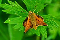 Large skipper butterfly (Ochlodes sylvanus) at rest, Dorset, UK, June